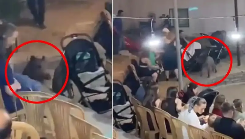 Yaban Domuzu Düğüne Dalınca Eğlence Yerini Paniğe Bıraktı!