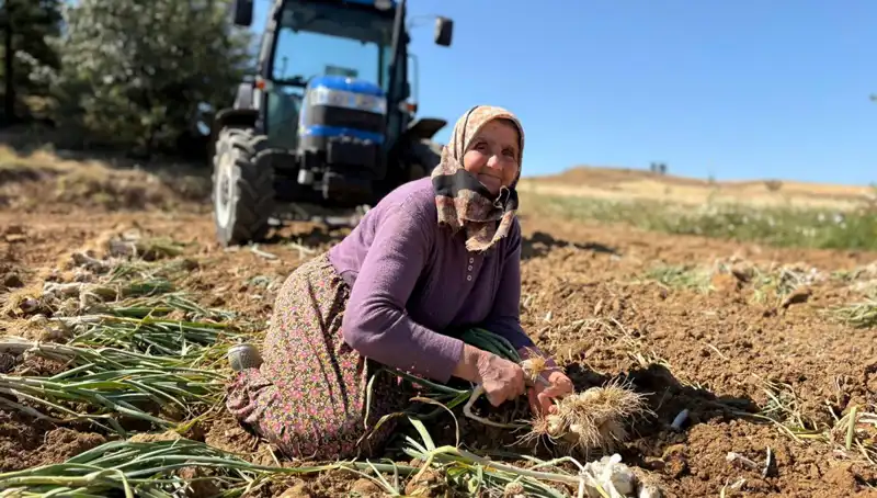 Selenyum Zengini Bu Tarım Ürünü, Tarladan Günde Bin 200 Liraya Satılıyor!