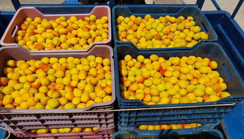 İlk Hasat İçin Heyecan Verici Başlangıç: 500 TL'den Satışa Çıktı!