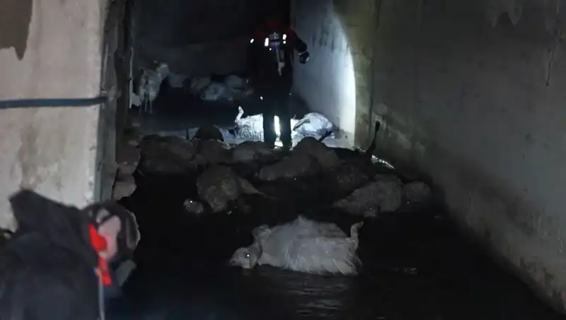 Keskin Koku Neden Oldu: Hayvanların Telefi ve Son Gelişmeler