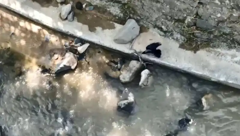 Karga, Yılanla Mücadelesinde Şaşırtan Bir Savaşa Girdi