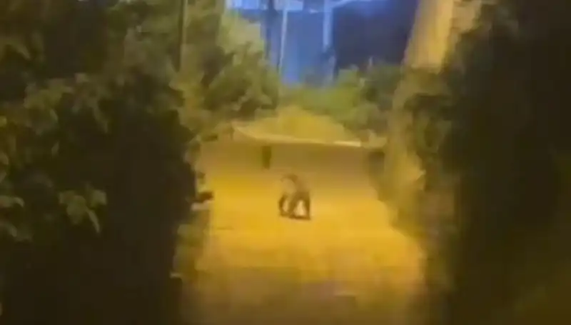 Gümüşhane Şehir Merkezine Ayı İndi: Vatandaşlar Dikkatli Olmalı!