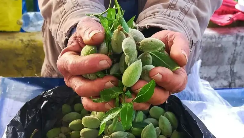 Baharın Müjdecisi: Tezgahlarda Fıstık Çamı Kilosu 250 TL Oldu!