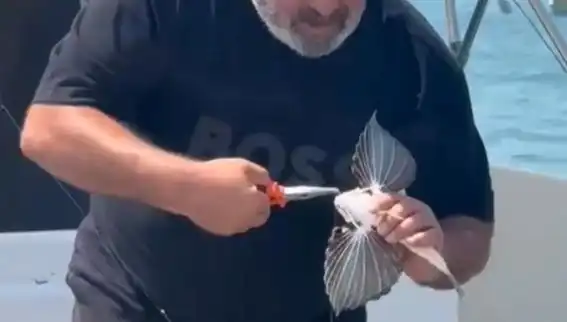 Saros Koyu'nda Nadir Görülen Kırlangıç Balığı Oltaya Takıldı: Balıkçıları Şaşırttı!