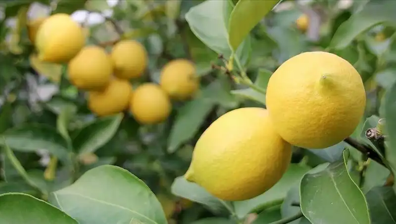 Limonun Fiyatı Dumura Uğrattı: Adedi 24 Lira Oldu!