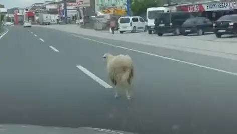 Yalova'da Kaçan Kurbanlık Hayvanlar Trafiği Nasıl Alt Üst Etti?