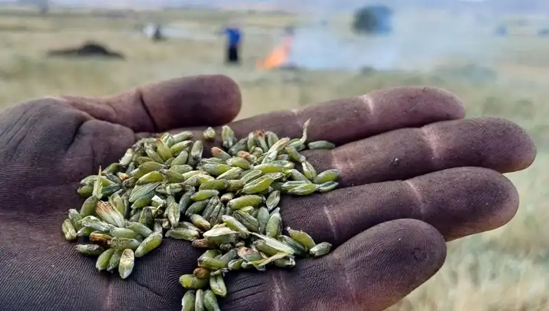 Firik Sezonu Geldi! Lezzetiyle Damağınızı Şenlendirecek