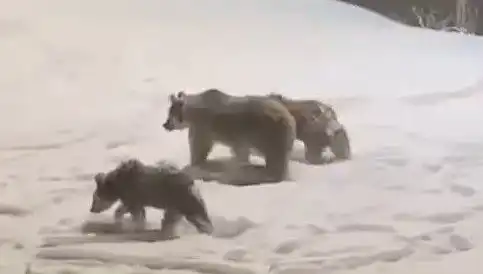 Anne ve Yavru Ayılar Yiyecek Arayışında Ormana Daldı
