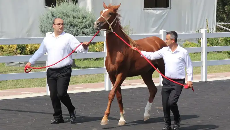Türkiye'nin Taşkın Kralı Rekorlarıyla Göz Dolduruyor