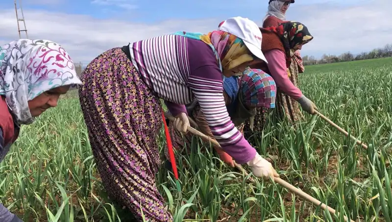 Beyaz Altın: Dünya Çapında Yükselen Bir Değer ve Geleceği