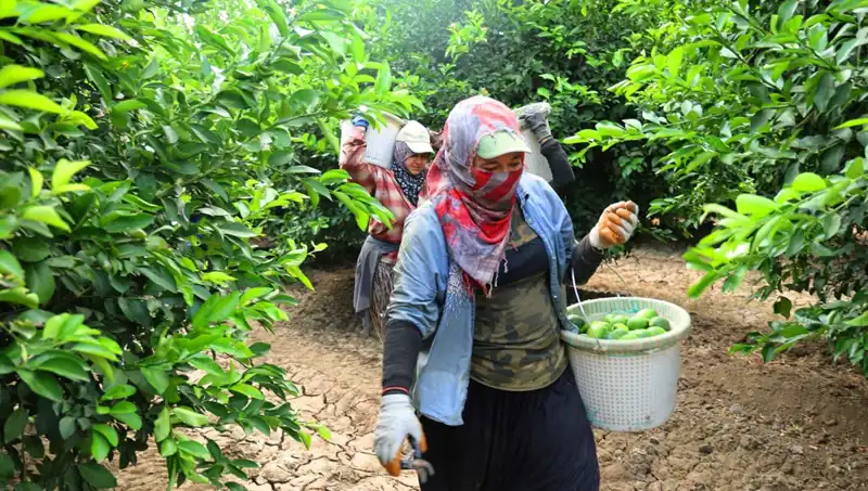Markette Domates Kilosu 150 Lirayı Aştı, Yeni Hasatla Fiyatların Düşmesi Bekleniyor