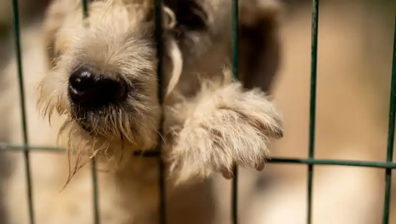 İş Stresi: Kedilerden Köpeklere, Petlere Nasıl Etki Ediyor?