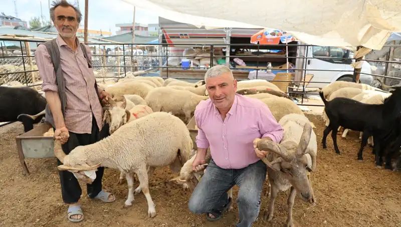 Kurban Pazarında Göz Dolduran 4 Boynuzlu Koçlar İlgi Odağı Oldu