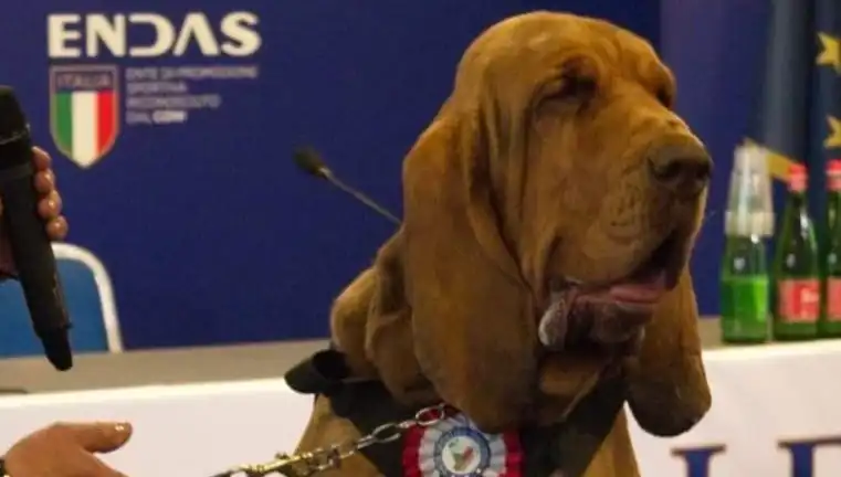 Arama Köpeğine Saldırı: Çivili Sosisle Hayatına Son Verildi