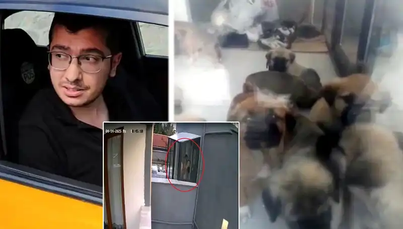Hayvan Severleri Şokta: Veterinerin 12 Yavru Köpeği Katletmesi Skandalı