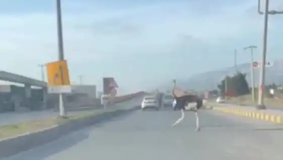 Trafikte deve kuşu mu? Sürücüler şaşkın bakışlarla karşılaştı!