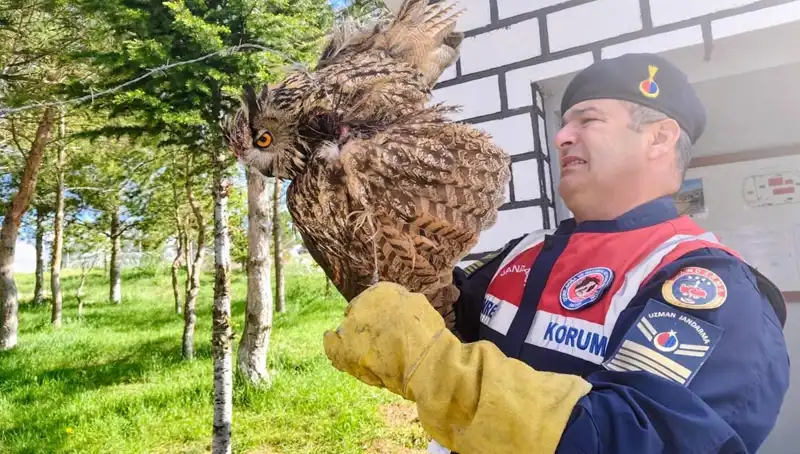 Puhu Kuşu Dikenli Tellere Takıldı: Hayatı Kurtarıldı!