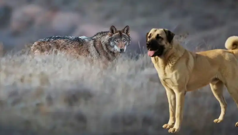 Kurt Popülasyonu Artıyor: Kangal Köpeğine Olan Talep Nasıl Etkileniyor?