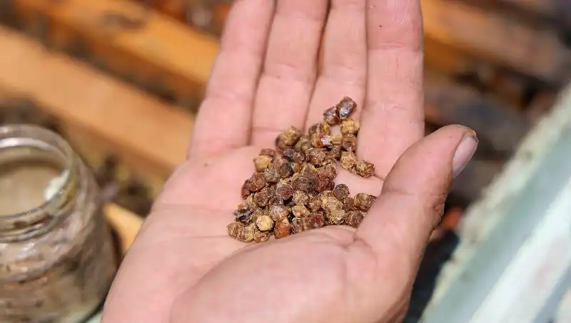 Eski Atıklar Şimdi Protein Zengini Besin Oluyor: Kilosu 3 Bin TL!
