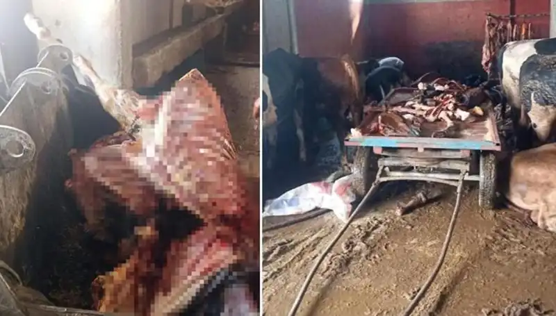 Adana’da At Eti Skandalı: 2,5 Ton Ele Geçirildi ve Dört At Kurtarıldı