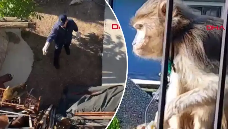 Muğla'da Şaşkınlık Yaratan Maymun Kovalamacası: Mahallelilerin Eğlenceli Anları!