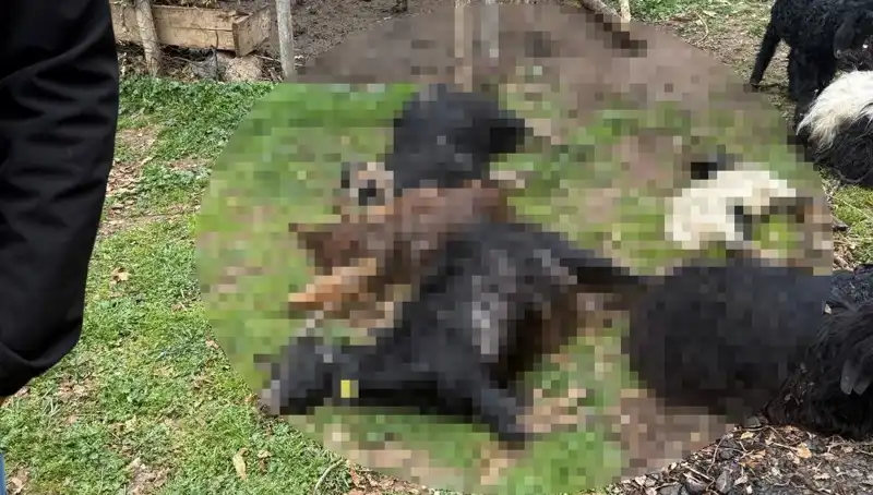 Sahipsiz Köpeklerin Salgını: 18 Keçinin Hayatına Mal Oldu